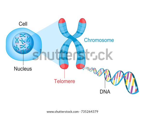 端粒是染色体末端的保护帽 细胞 染色体和dna 库存插图