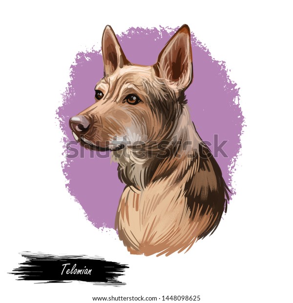Telomian Breed Dog Native Malaysia Anjing Royalty Free Stock Image