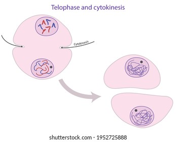 Telophase And Cytokinesis, Somatic (non-reproductive) Cell Division, Miosis