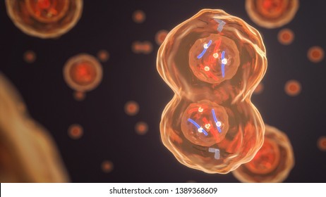 Telophase Of A Human Cell (3D Rendering)