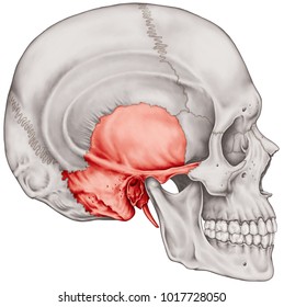 Temporal Bone The Definitive Guide Biology Dictionary