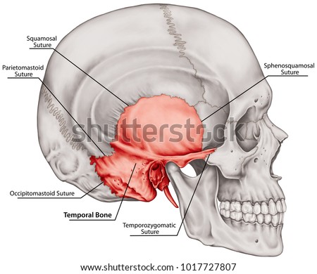 The temporal bone of the cranium, the bones of the head, skull. The individual bones and their salient features in different colors. The names of the cranial bones and sutures. Lateral view. Foto stock © 