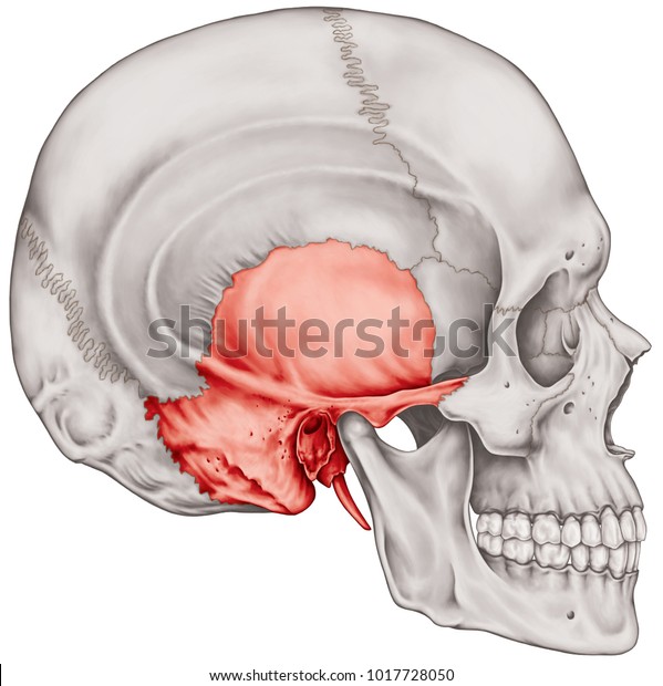 頭蓋の側頭骨 頭の骨 頭蓋骨 個々の骨とその突出した特徴が異なる色である 側面図 のイラスト素材