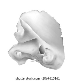 The Temporal Bone Of Human