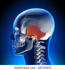 Temporal Bone - Skull Anatomy