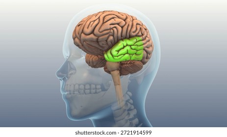 Temporal Lobe Condition Triggering Tinnitus Symptoms 3D Illustration