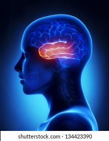Temporal Lobe - Female Brain Anatomy Lateral View