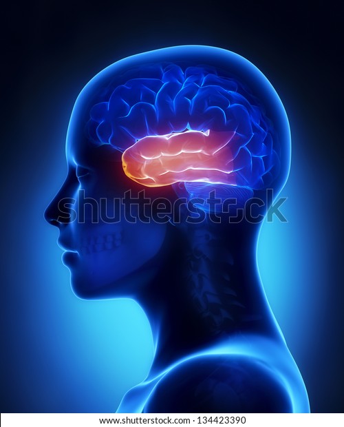 側頭葉 女性の脳解剖学的側面図 のイラスト素材