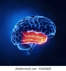 Temporal Lobe - Human Brain In X-ray View