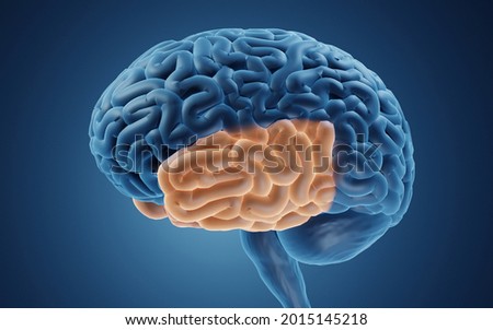Temporal lobe is responsible for encoding of memory and processing auditory information, 3d illustration Foto stock © 