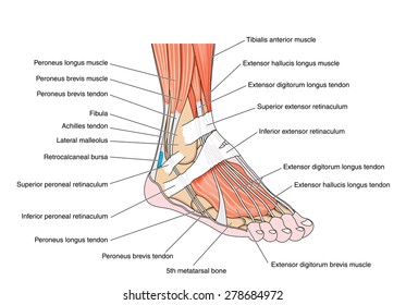 Tendons and muscles of the foot and ankle, including the bones, attachments and retinaculae. Created in Adobe Illustrator.  Contains transparencies.  EPS 10.