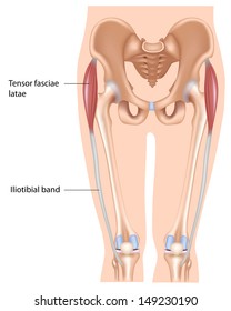 Tensor Fasciae Latae Muscle