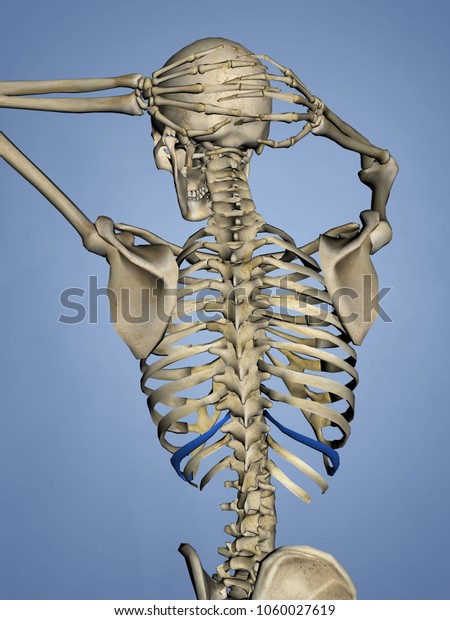 Tenth Rib Rib Cage 3d Model Stock Illustration 1060027619 | Shutterstock