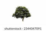 Texas Mountaint Laurel small tree isolated on withe background. Tree Clipping Path. Tree collection 