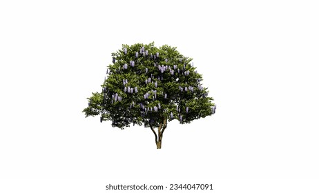 Texas Mountaint Laurel small tree isolated on withe background. Tree Clipping Path. Tree collection 