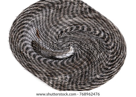 Similar – Image, Stock Photo beautiful pattern of meadow viper