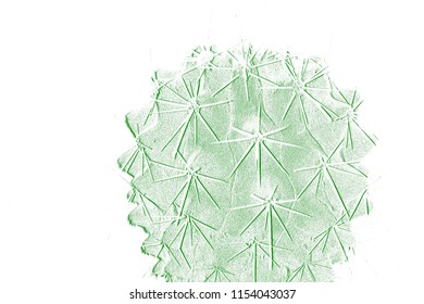 Textures Of Embossed Cactus