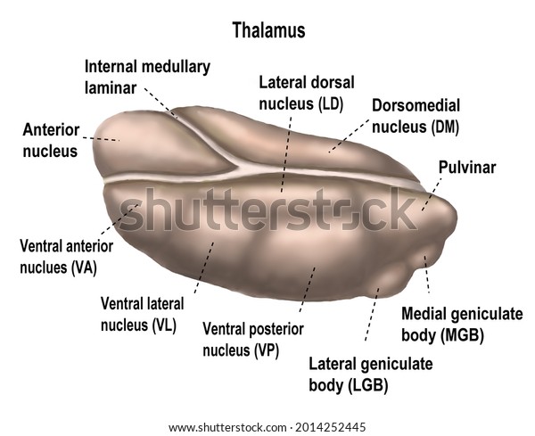 Thalamus is the organ in human\'s\
brain. It has mjultiple nucleus with different\
function.