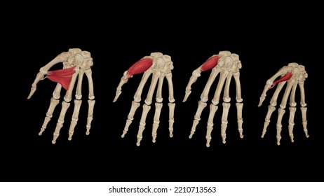 Thenar Muscles of Hand.3d rendering