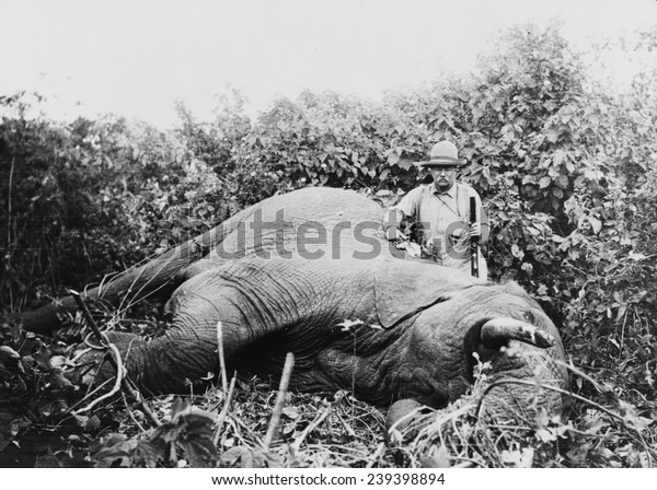 セオドア ルーズベルトは 銃を持つ銃を持つ象の横に立ち 1910年のアフリカ旅行中に狩りをして殺した のイラスト素材