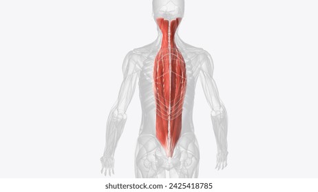 There are three intermediate intrinsic back muscles the iliocostalis, longissimus and spinalis 3d illustration