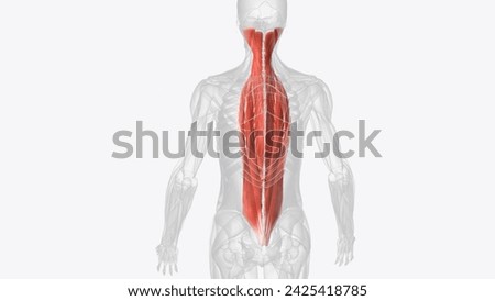 There are three intermediate intrinsic back muscles the iliocostalis, longissimus and spinalis 3d illustration