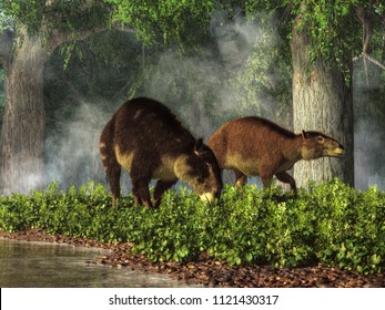 These Are Eohippus, Or 