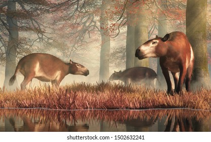 These Are Eohippus, Or 