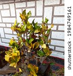 These is an ornamental plant which is very well known as a Crompton garden.it has an yellow leaves.the image consists of the painting effect 