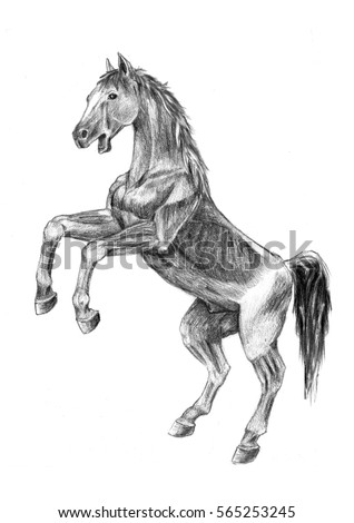 royalty free stock illustration of thi realistic sketches anatomy horse sketches