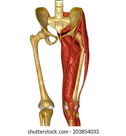Adductor Longus Images, Stock Photos & Vectors | Shutterstock
