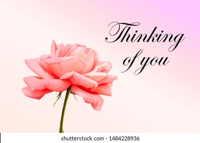 Thinking Of You - Card. Pink Rose.