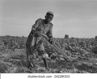 Thirteen-year Old African American Sharecropper Boy Plowing In July 1937. Photo By Dorothea Lange.