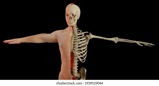 Skelet Images, Stock Photos & Vectors | Shutterstock