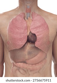This 3D full color render highlights 3D anatomical depiction highlighting the internal organs of a male body in anterior view, thoracic and abdominal structures visible against white