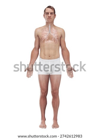 This 3D full color render shows the bronchi of the lungs of a human male in anterior view, highlighting the external branching airway structure against a white background.