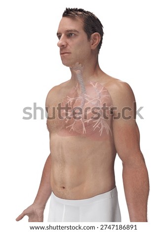 This 3D full color render highlights the bronchi of the lungs of a human male in anterior view, showing external branching airway structure against a white background.