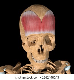 This is a 3d illustration of the Frontalis muscle on skeleton 