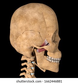 This is a 3d illustration of the lateral pterygoid muscles on skeleton