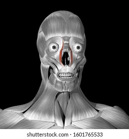 This Is A 3d Illustration Of The Levator Labii Alaeque Nasi Muscles