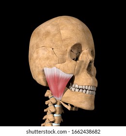 This is a 3d illustration of the masseter muscles 