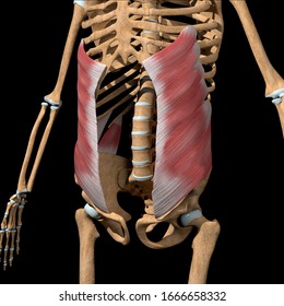 This 3d Illustration Shows Abdominal External Stock Illustration ...