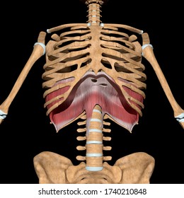 This 3d illustration shows the diaphragm muscle on skeleton