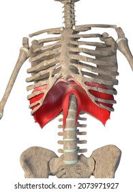 This 3d illustration shows the diaphragm muscle on skeleton on a white background