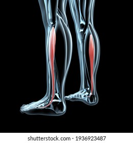 This 3d illustration shows the flexor hallucis longus muscles anatomical position on xray body
