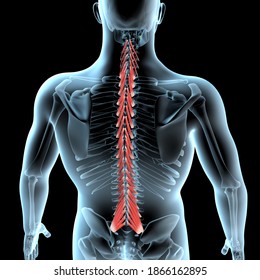 This 3d Illustration Shows Multifidus Muscles Stock Illustration ...