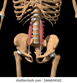 1,157 Psoas muscle Images, Stock Photos & Vectors | Shutterstock