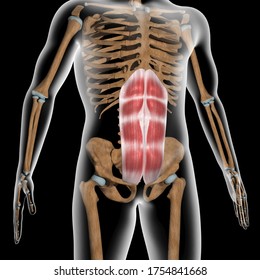 365 Muscle rectus abdominal Images, Stock Photos & Vectors | Shutterstock