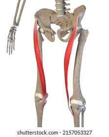 This 3d Illustration Shows Sartorius Muscles Stock Illustration ...