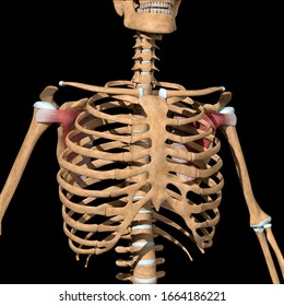 Subscapularis Images, Stock Photos & Vectors | Shutterstock